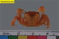 藏品(絨毛折顎蟹)的圖片